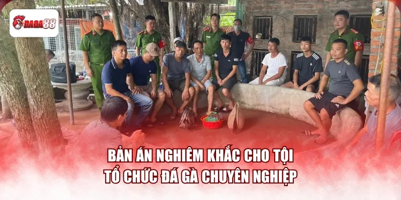 Bản án nghiêm khắc cho tội tổ chức đá gà chuyên nghiệp