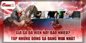 Giá Gà Đá Hiện Nay Bao Nhiêu?Top Những Dòng Gà Đáng Mua Nhất