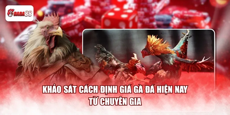 Khảo sát cách định giá gà đá hiện nay từ chuyên gia