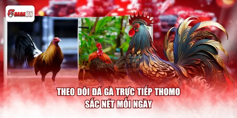 Theo dõi đá gà trực tiếp Thomo sắc nét mỗi ngày
