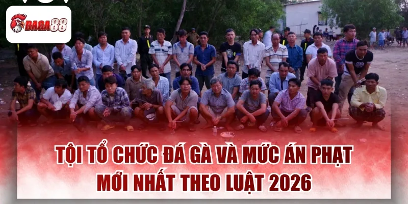 Tội Tổ Chức Đá Gà Và Mức Án Phạt Mới Nhất Theo Luật 2026